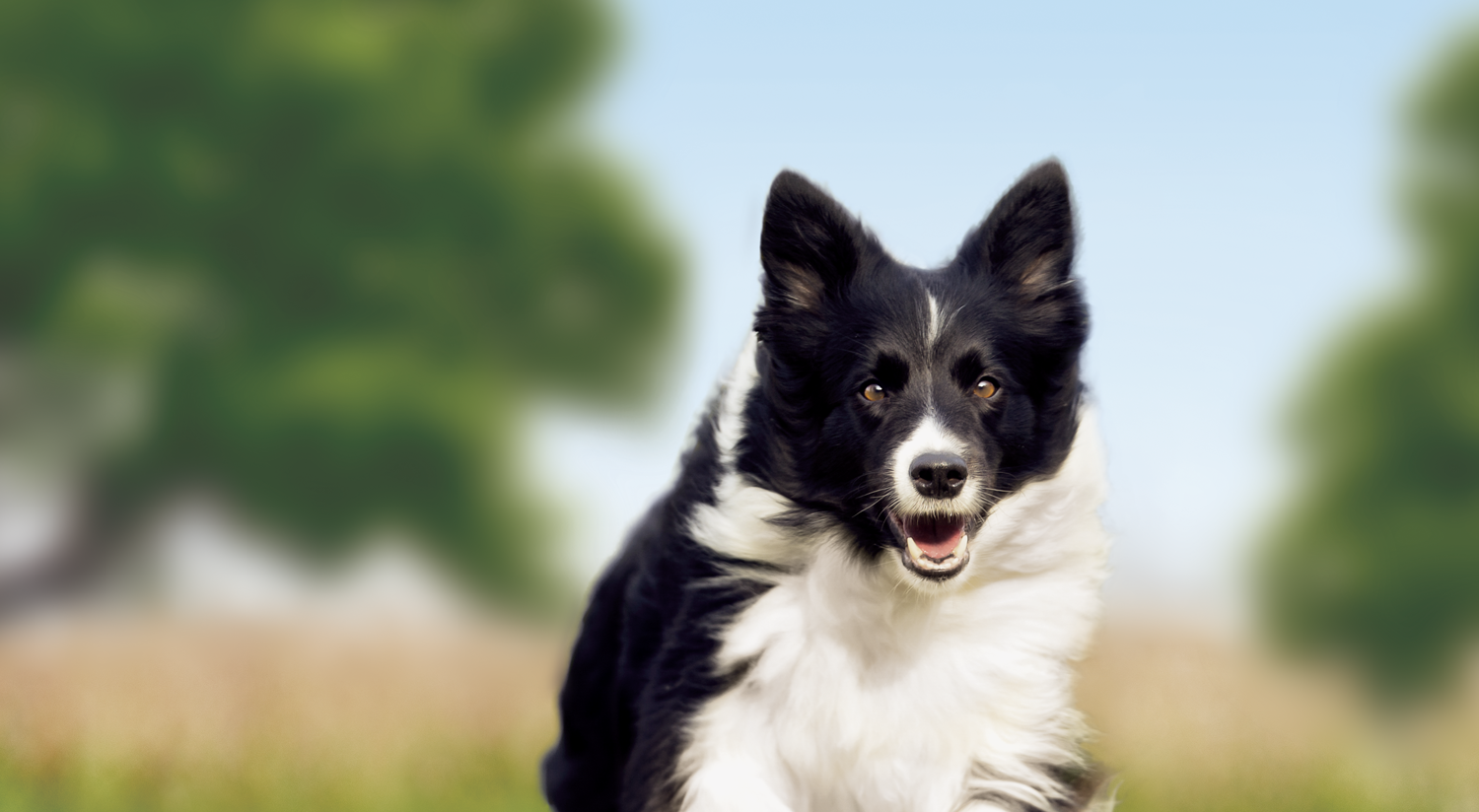 Tørfoder foderpiller til seniorhunde af små og mellemstore racer